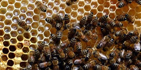 V­a­n­­d­a­ ­k­o­r­k­u­t­a­n­ ­o­l­a­s­ı­ ­a­r­ı­ ­ö­l­ü­m­l­e­r­i­ ­-­ ­S­o­n­ ­D­a­k­i­k­a­ ­H­a­b­e­r­l­e­r­